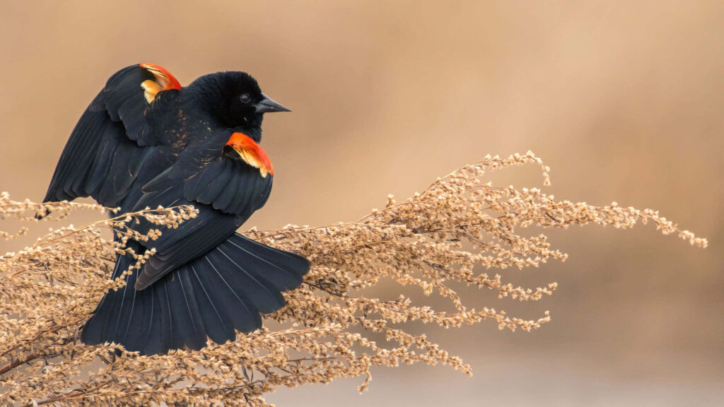 Stunning Red-winged Blackbird on Branches - Vibrant Wildlife Wallpaper