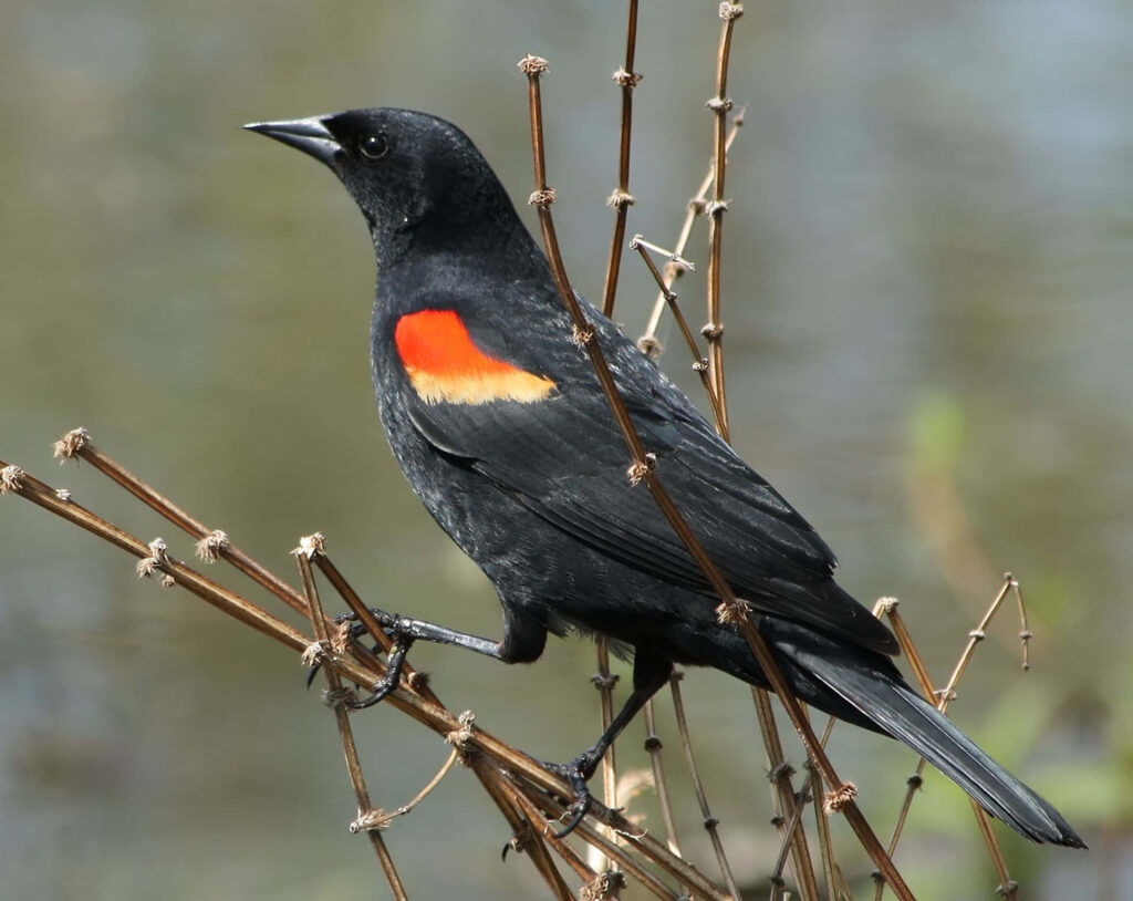 Red-winged Blackbird on Reeds: Serene Wildlife Wallpaper Background