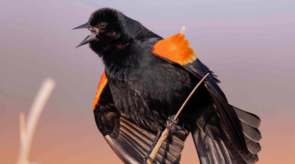 Red-winged Blackbird Wallpaper: Stunning Black & Vibrant Feather Display