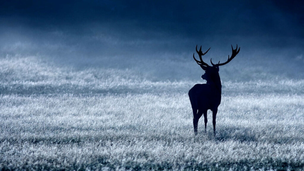 Serene Blue Reindeer Silhouette Wallpaper for Calm Wilderness Vibes