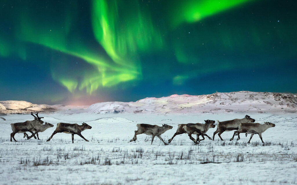 Reindeer Herd Under Northern Lights: Stunning Arctic Wallpaper