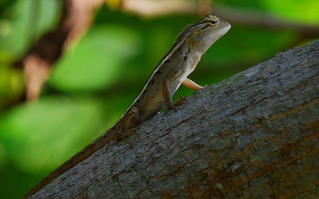 Elegant Reptile Wallpaper: Lizard on Tree Branch in Lush Greenery