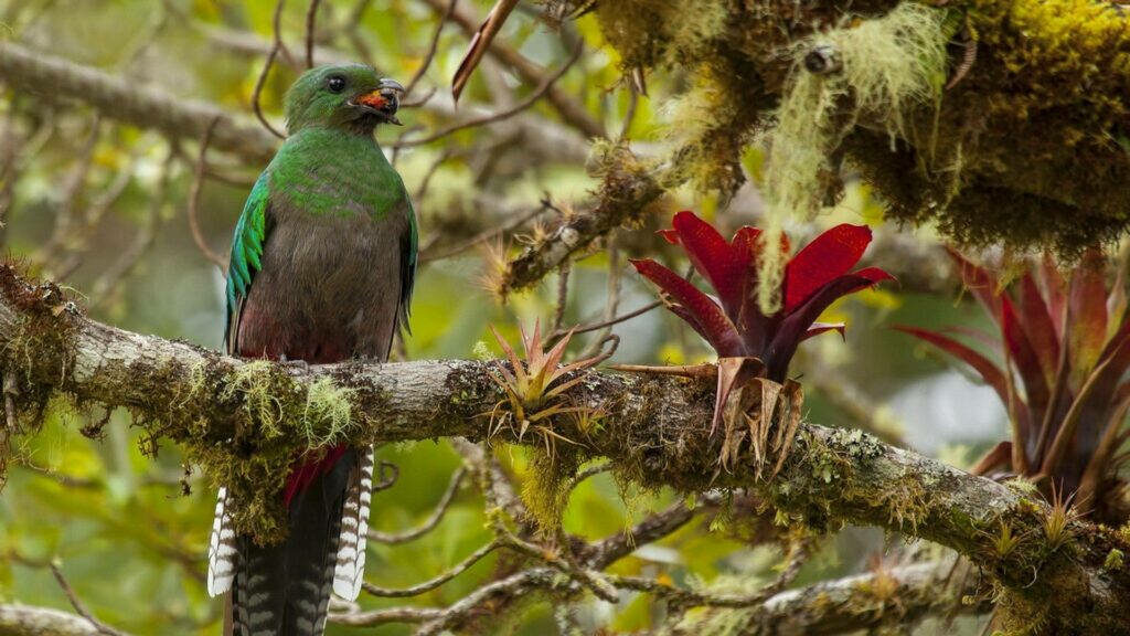 Stunning Resplendent Quetzal HD Wallpaper in Lush Forest Background