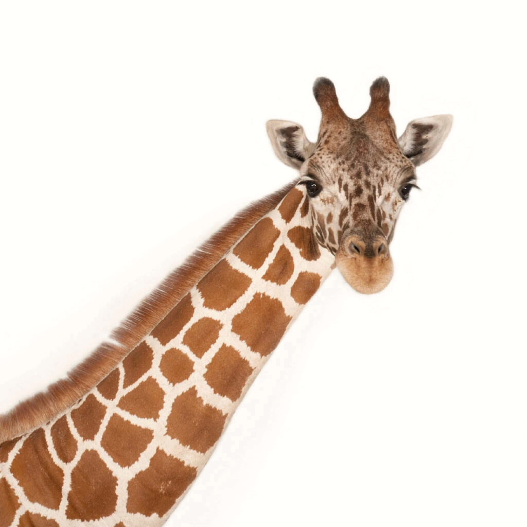 Elegant Reticulated Giraffe Wallpaper on Minimalist White Background