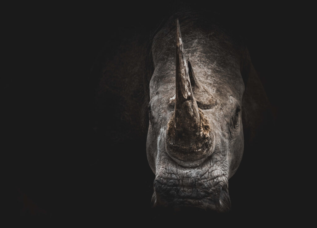 Majestic Rhinoceros Portrait: Rugged Skin & Horn on Dark Background Wallpaper