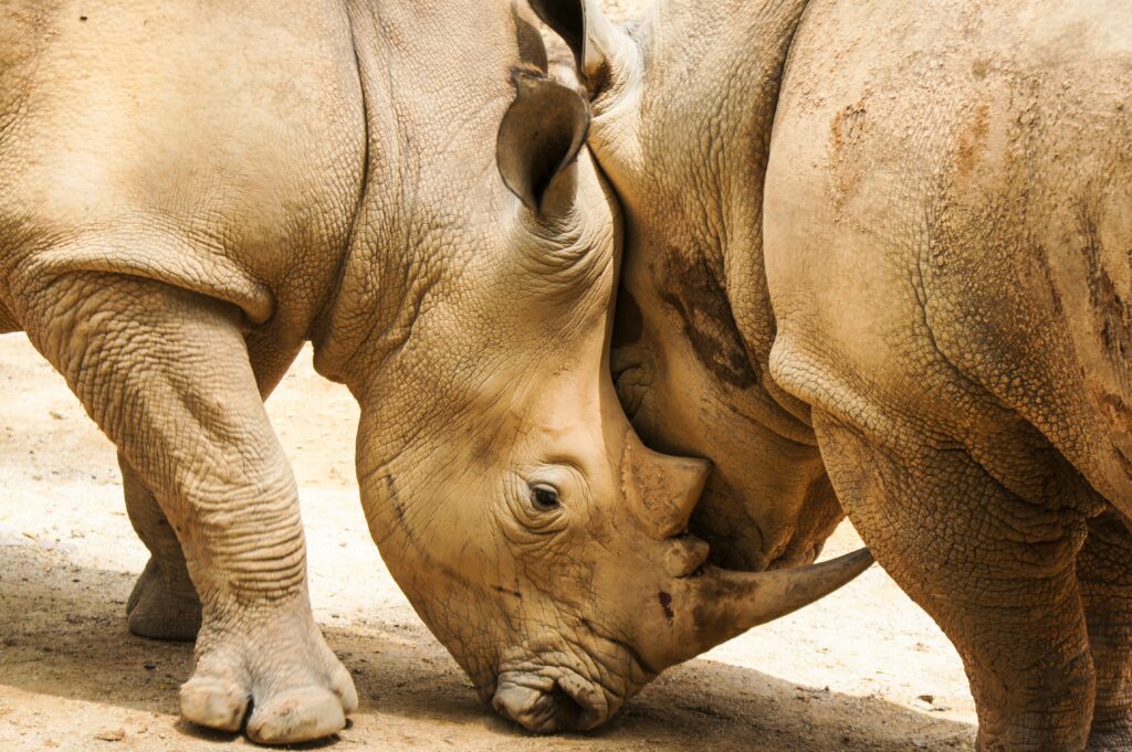 Serene Rhinoceroses Touching Heads - High-Resolution Wallpaper