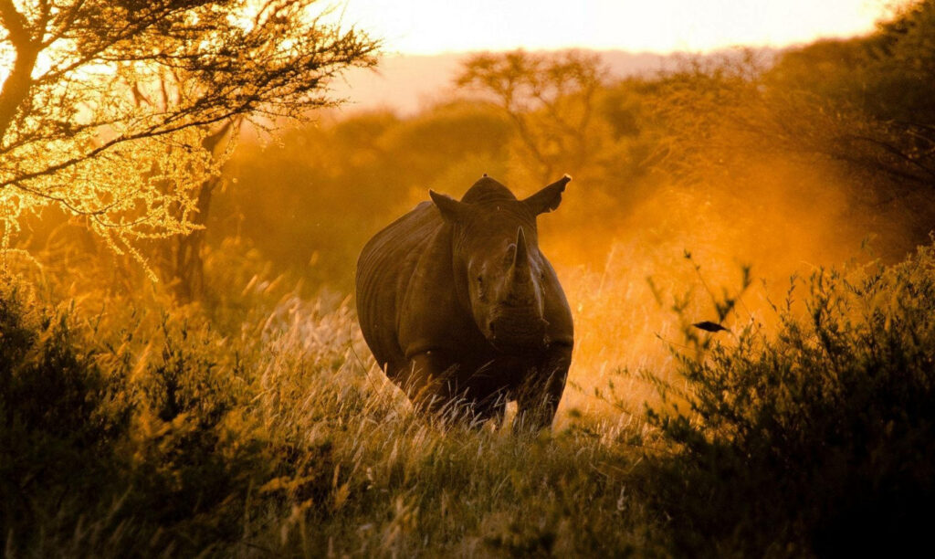 Stunning Rhino Charging in Golden Sunlit Savanna - Wildlife Wallpaper