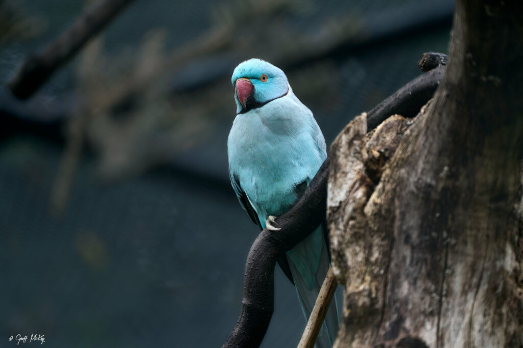 Stunning Wallpaper: Ring-Necked Parakeet on Tree Branch Background