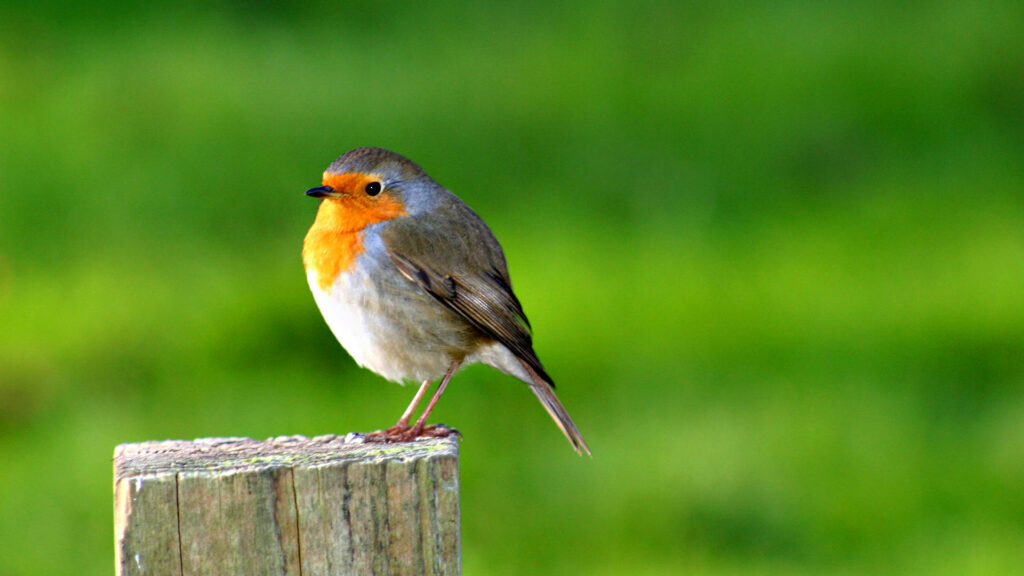 Elegant Robin Bird Wallpaper: Lush Green Background Delight