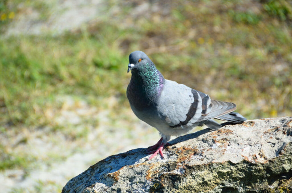 Serene Rock Dove Wallpaper: Iridescent Plumage in Nature's Embrace