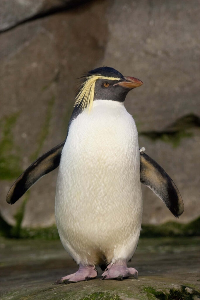 Stunning Rockhopper Penguin Wallpaper with Yellow Crest on Rocky Background