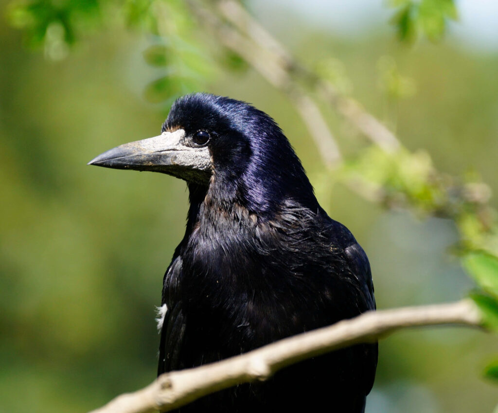 Captivating Rook Bird Portrait Wallpaper - Glossy Black Plumage
