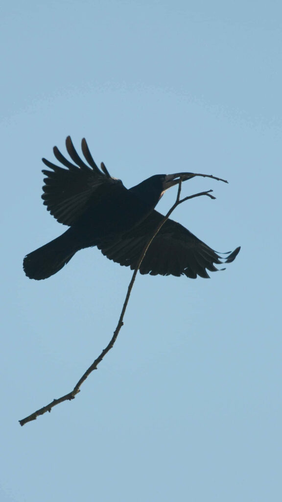 Rook Bird Silhouette in Flight with Twig - Stunning Blue Sky Wallpaper