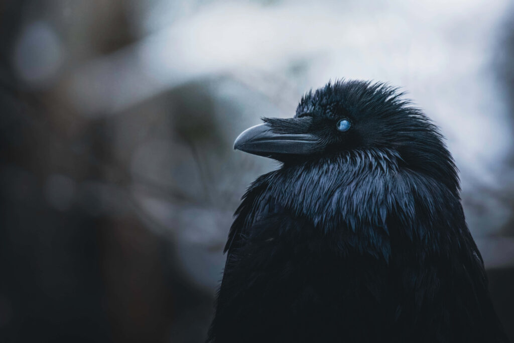 Stunning Rook Portrait with Glossy Feathers Against Blurred Background Wallpaper