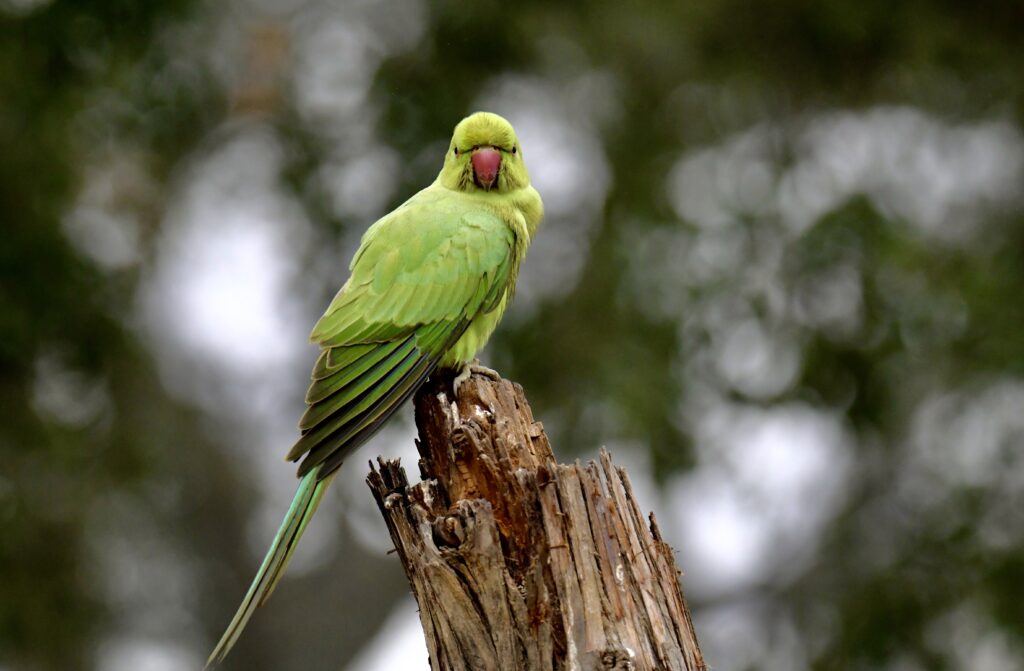 Vibrant Rose-Ringed Parakeet on Weathered Log in Nature Scene Wallpaper