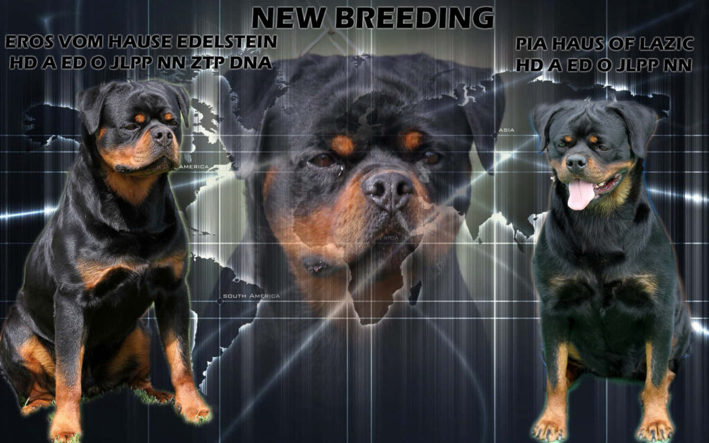 Stunning Rottweiler Wallpaper: Close-Up & Muscular Full-Body Display