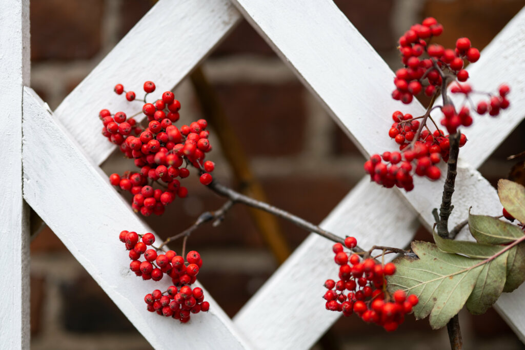 Vibrant Rowan Berry Wallpaper: Red Berries & Lattice Fence Design
