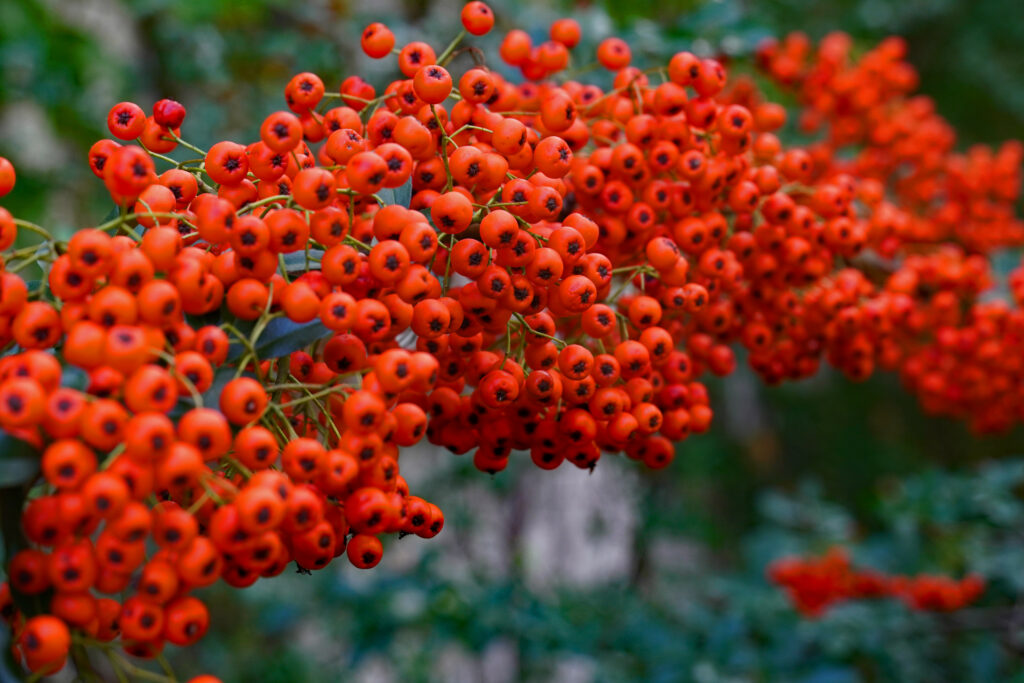 Vibrant Rowan Berry Branch Close-Up - Stunning Wallpaper Background