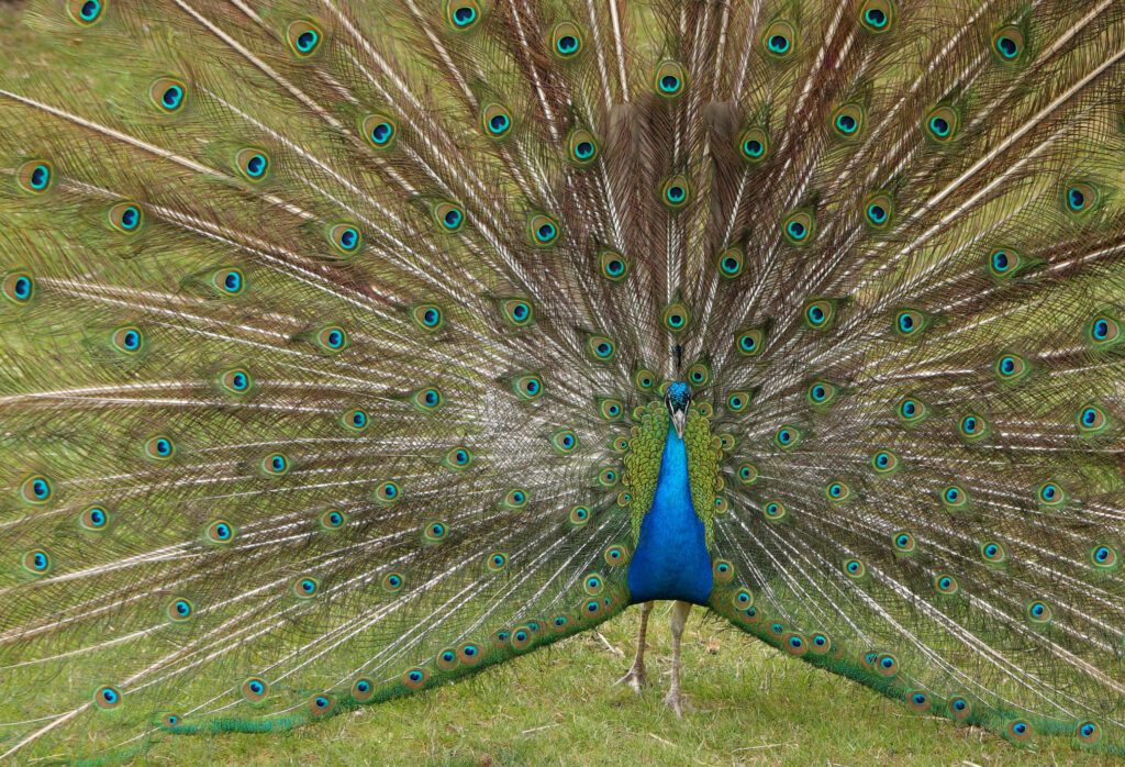 Majestic Royal Peacock Wallpaper on Lush Green Background