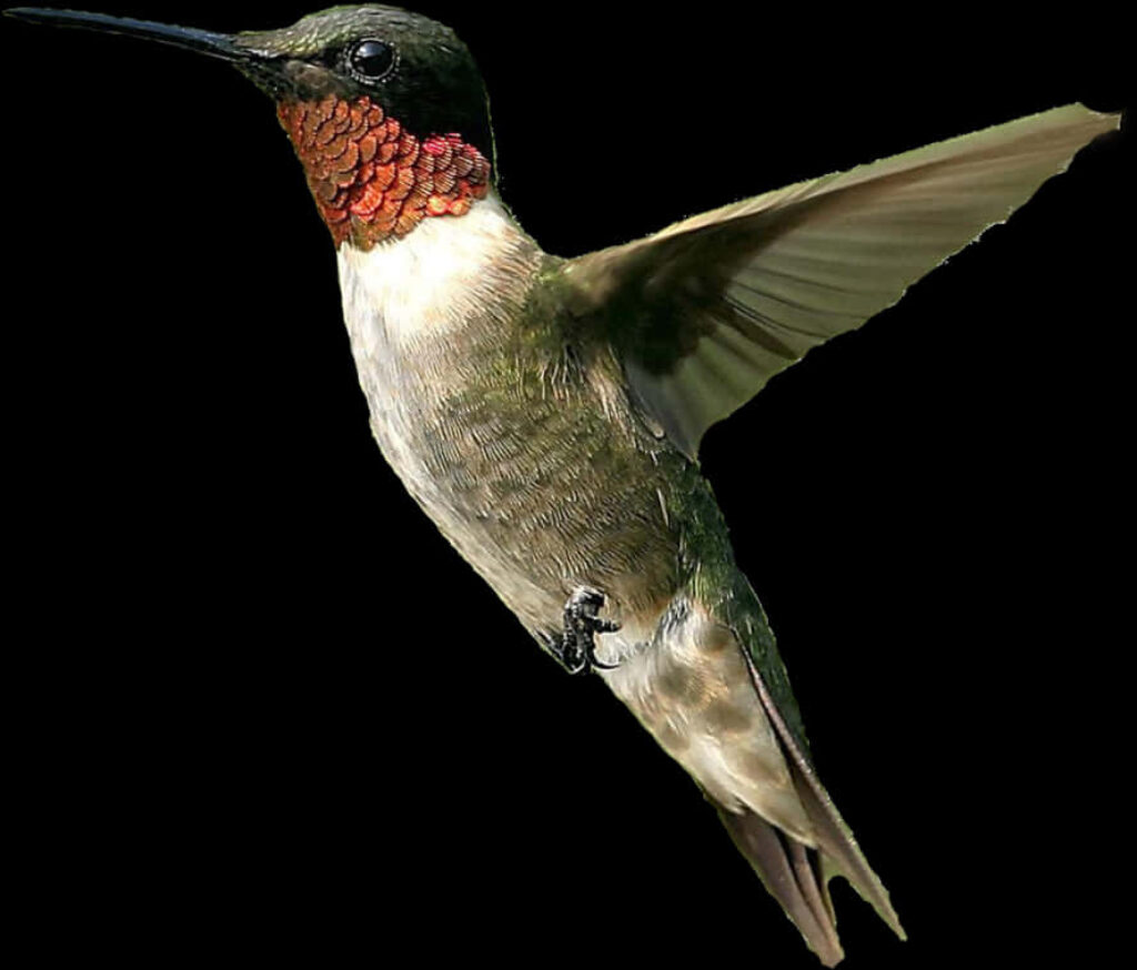 Ruby-Throated Hummingbird in Flight: Iridescent Green & Red Wallpaper