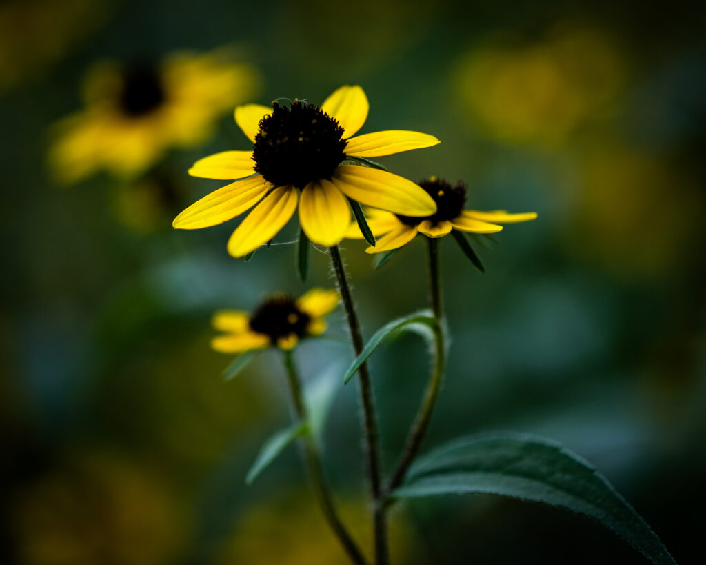 Vibrant Rudbeckia Flowers Wallpaper: Bright Petals & Soft Background