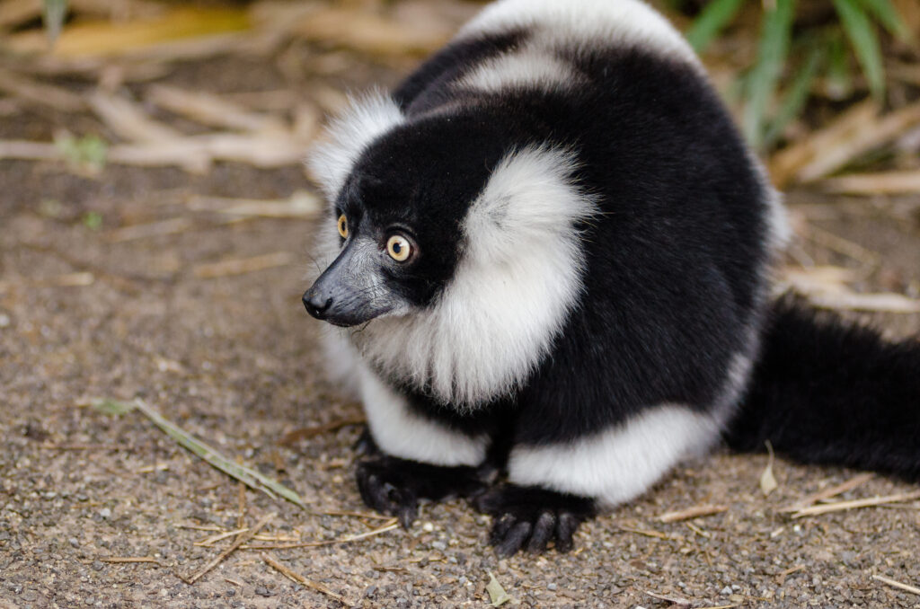 Ruffed Lemur Wallpaper: Stunning Black and White Beauty in Madagascar