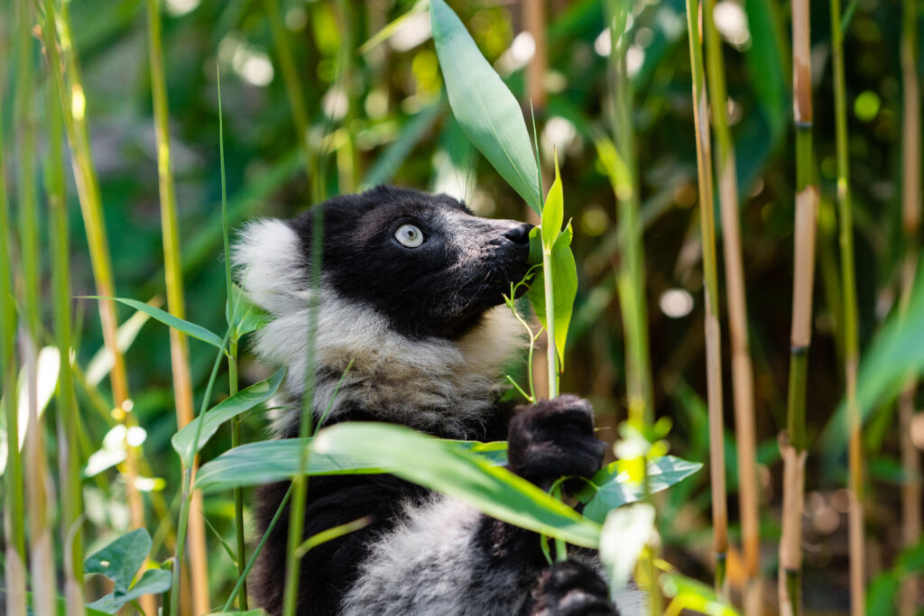 Ruffed Lemur in Lush Greenery - Vibrant Wildlife Wallpaper