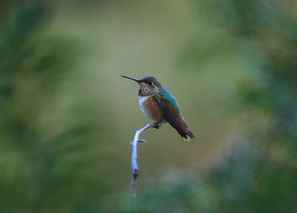Rufous Hummingbird on Branch: Serene Nature Wallpaper