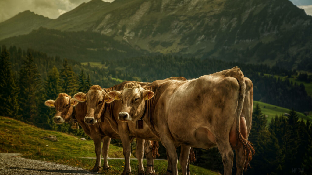 Stunning Cattle Wallpaper: Lush Greenery & Majestic Mountains Background