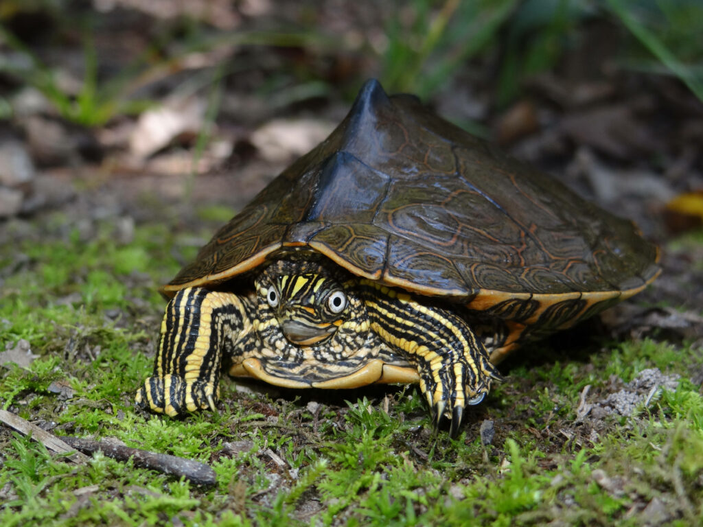 Stunning Sabine Map Turtle Wallpaper Against Lush Green Background