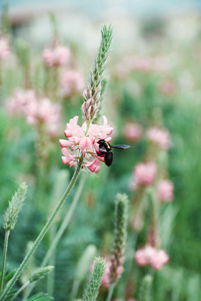 Serene Sainfoin Field: Pink Blossoms & Busy Bee Wallpaper for Android