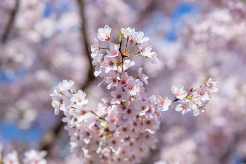 Stunning Sakura Blossom Wallpaper: Soft Pink Spring Background