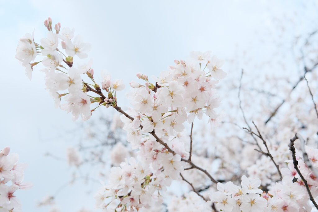 Serene Sakura Blossoms Wallpaper: Close-Up of Spring Beauty