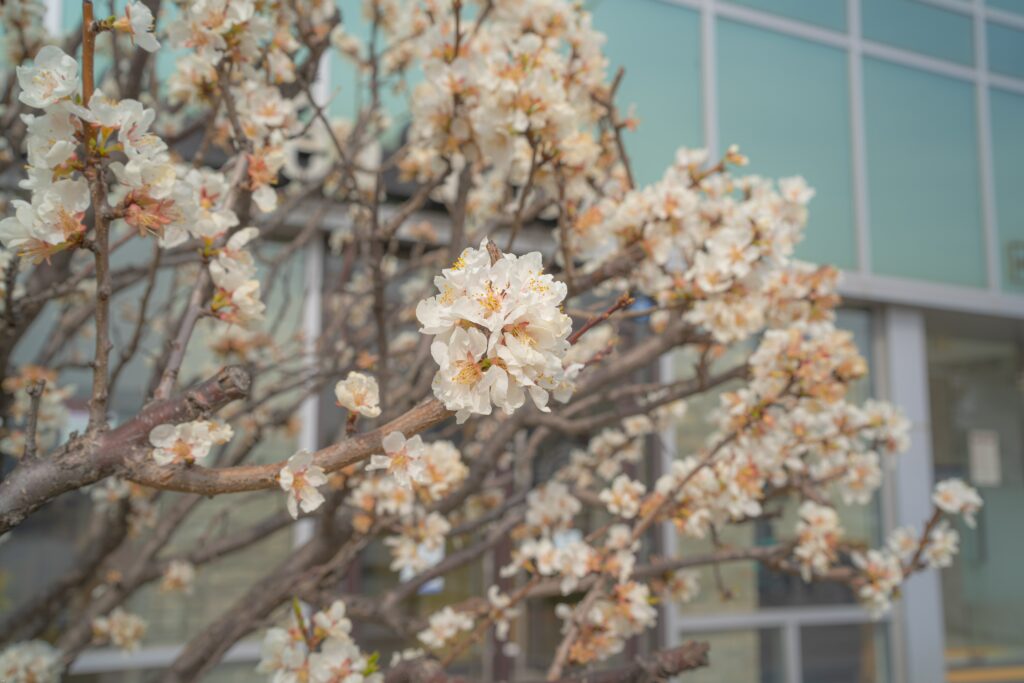 Sakura Flower Wallpaper: Vibrant Spring Macro Background