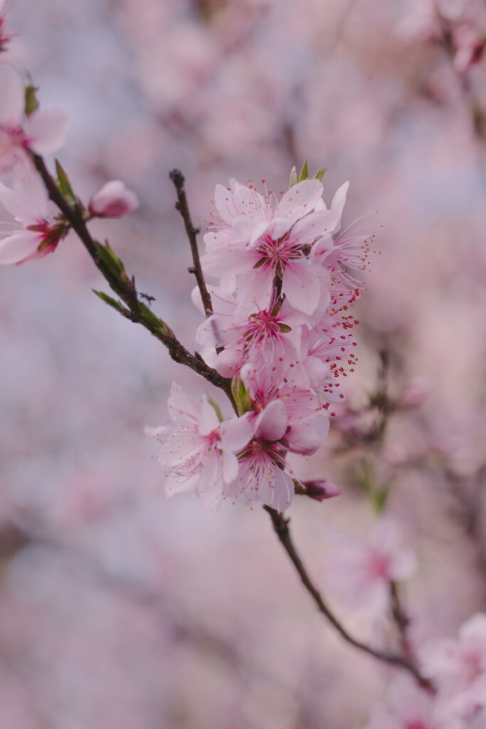 Delicate Pink Sakura Flowers Close-up: Spring Wallpaper Background