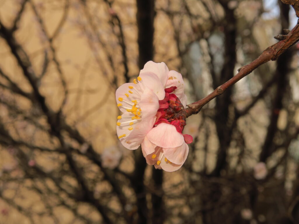 Delicate Sakura Flowers Macro - Spring Wallpaper Background