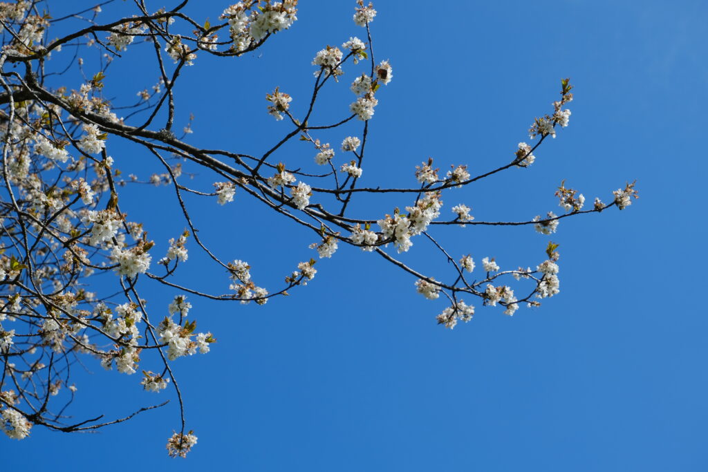Spring Sakura Flowers Wallpaper - Serene Blue Sky Background