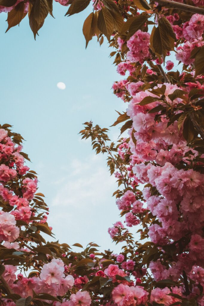 Stunning Sakura Flowers Against Blue Sky - Serene Spring Wallpaper