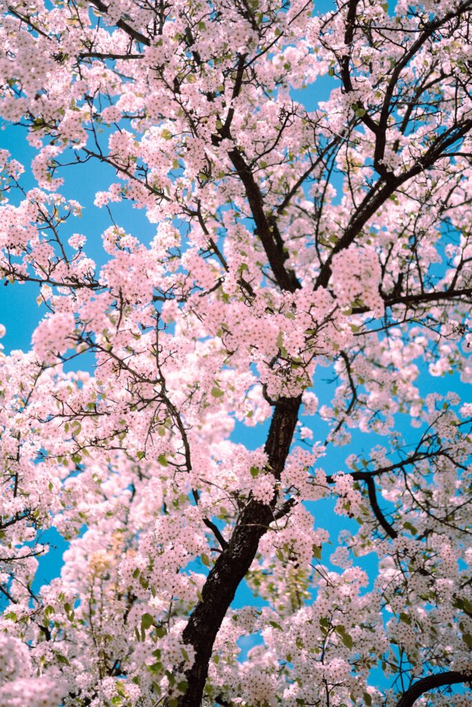 Sakura Tree in Bloom: Stunning Spring Background with Pink Flowers Wallpaper