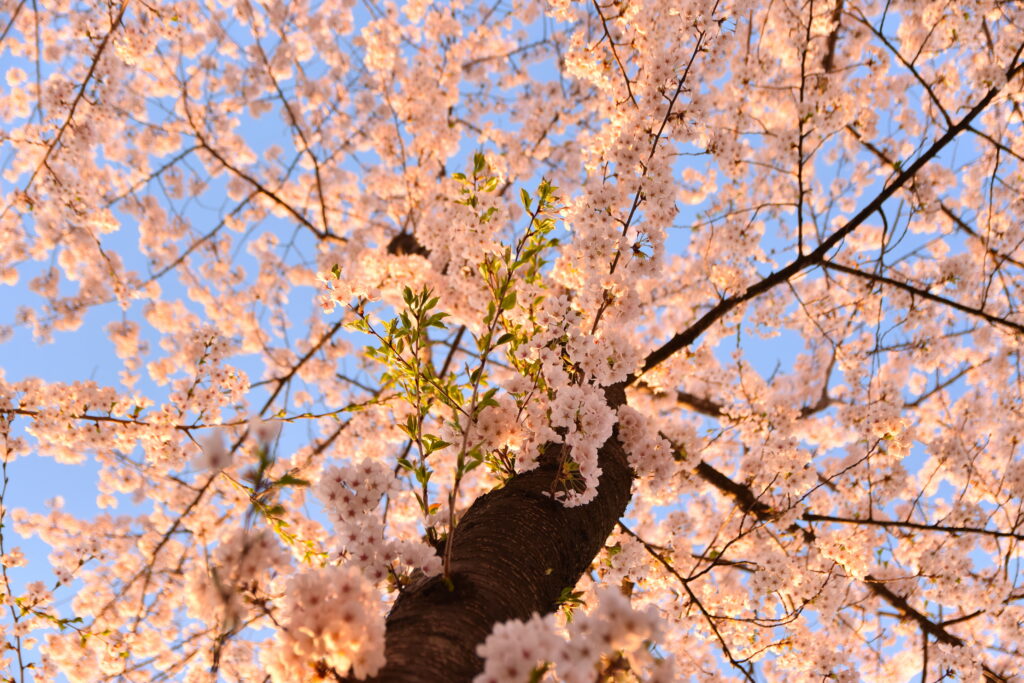 Stunning Sakura Tree Wallpaper: Blossom View Against Blue Sky