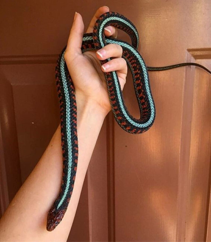 Vibrant San Francisco Garter Snake Coiled on Hand by Brown Door Wallpaper