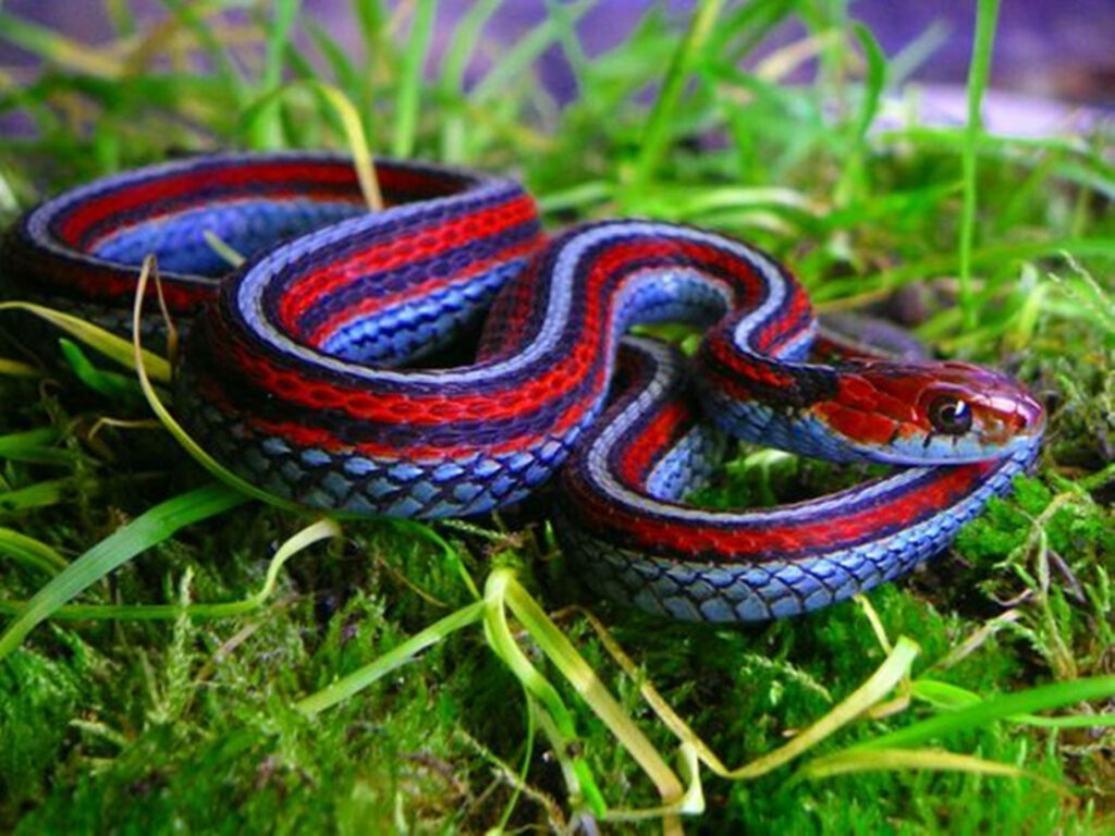 Vibrant San Francisco Garter Snake Wallpaper on Lush Green Moss
