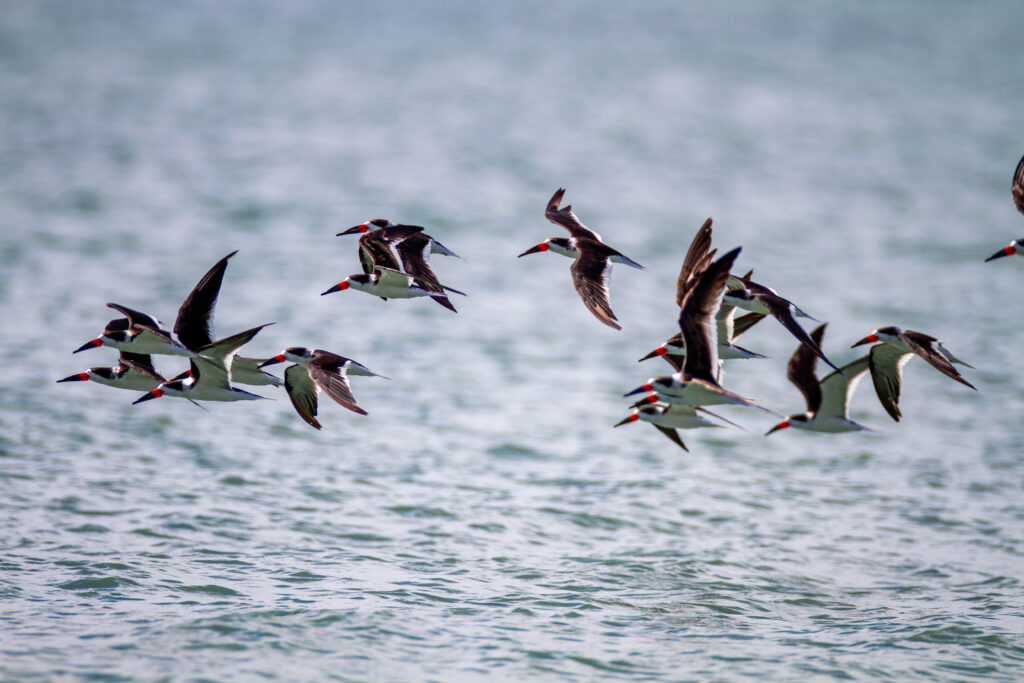 Serene Sandpipers in Flight: Nature's Stunning Ocean Wallpaper