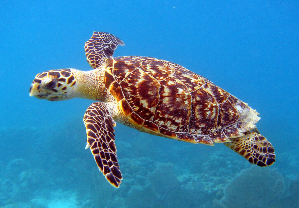 Stunning Sea Turtle Wallpaper: Serene Ocean Background