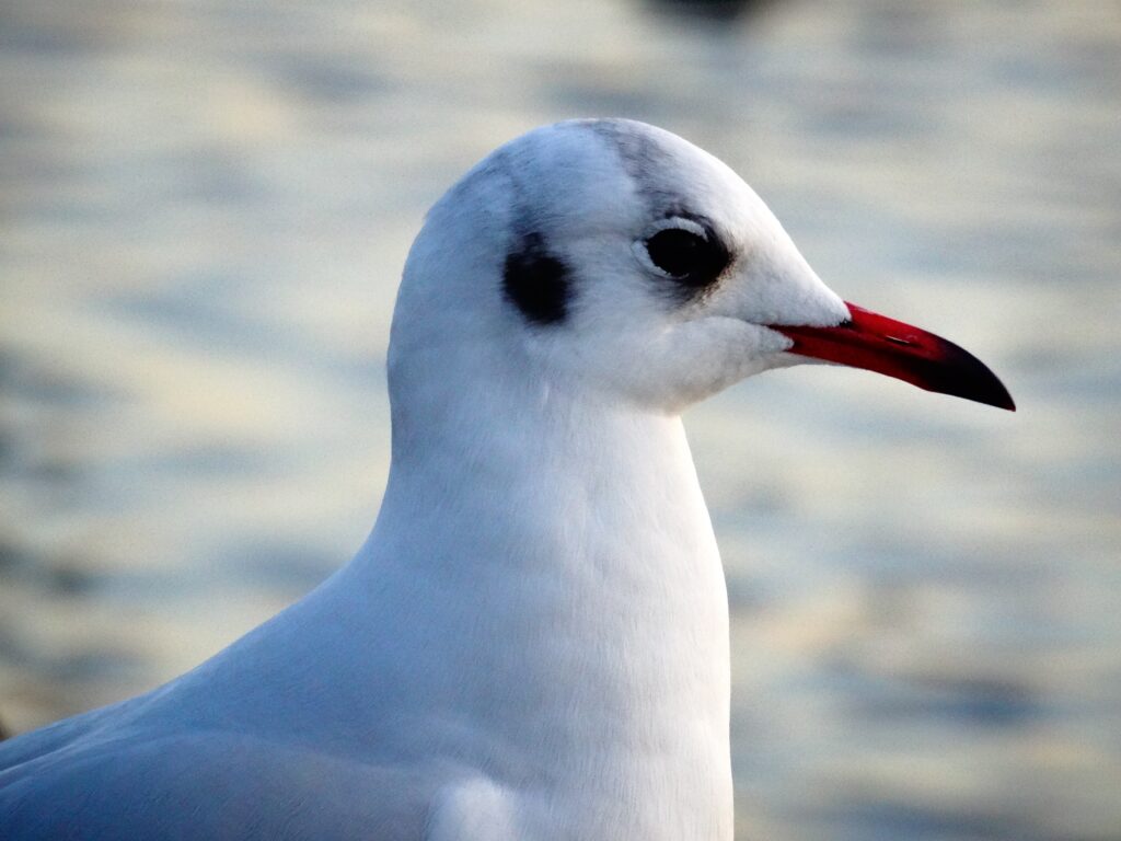 Close-Up Seagull Wallpaper: White Plumage & Red Beak Background