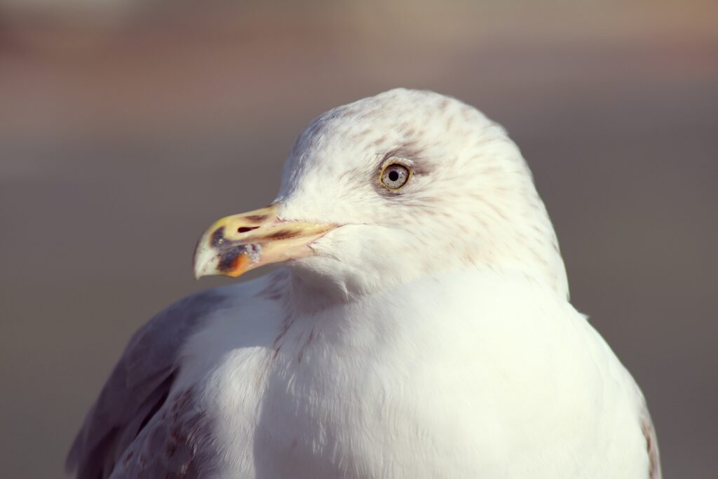 Stunning Close-Up Seagull Wallpaper: Detailed Beak & Eyes