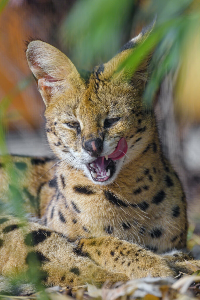 Captivating Serval Wallpaper: Nature's Wild Beauty