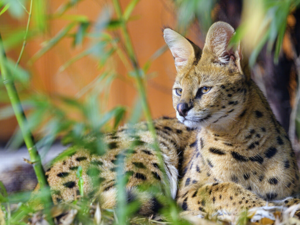 Stunning Serval Wallpaper: Big Cat in Natural Greenery Background