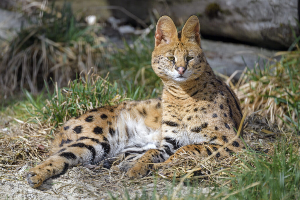 Stunning Serval Wallpaper: Agile African Predator in Natural Habitat