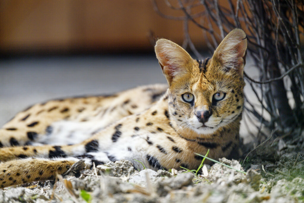 Stunning Serval Wallpaper: Wild Cat's Striking Coat & Relaxed Pose